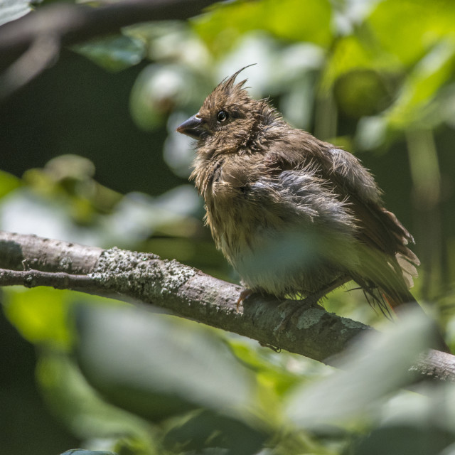 "The northern cardinal (Cardinalis cardinalis) Female" stock image