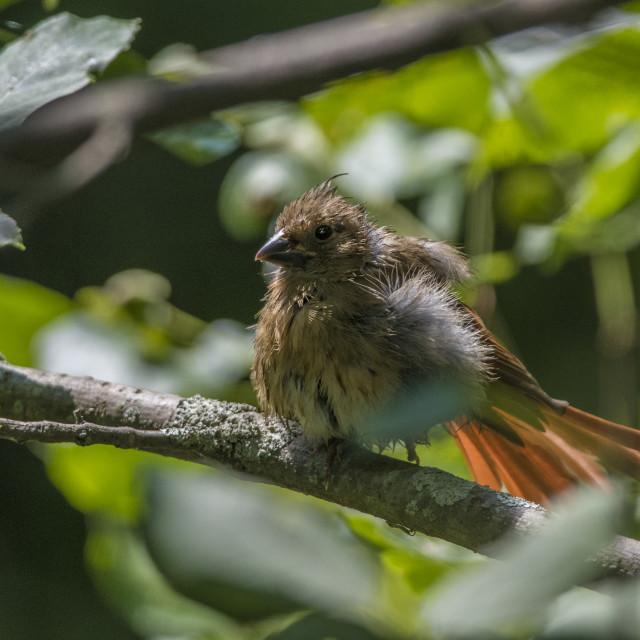 "The northern cardinal (Cardinalis cardinalis) Female" by www.nishantdavid.ca - $16.05 "The northern cardinal (Cardinalis cardinalis) Female" stock image