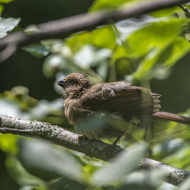 "The northern cardinal (Cardinalis cardinalis) Female" stock image