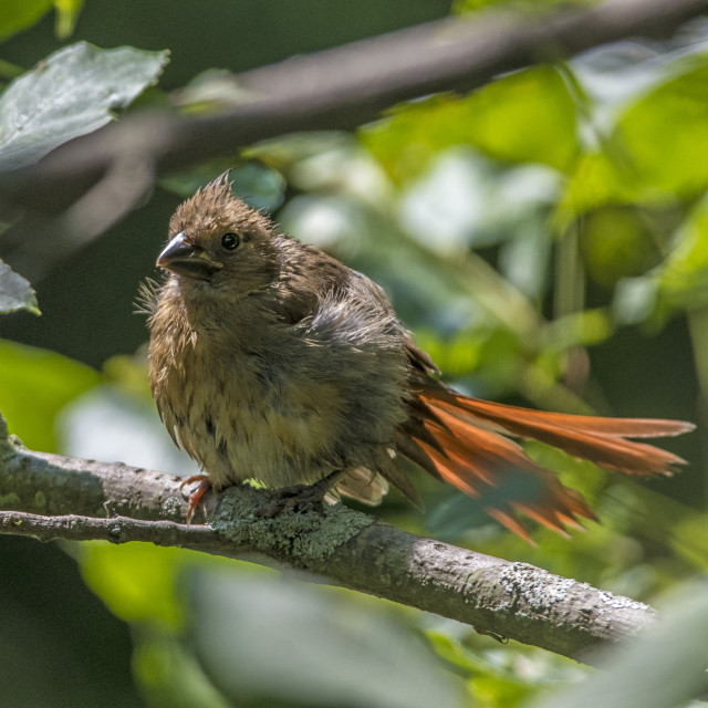 "The northern cardinal (Cardinalis cardinalis) Female" stock image