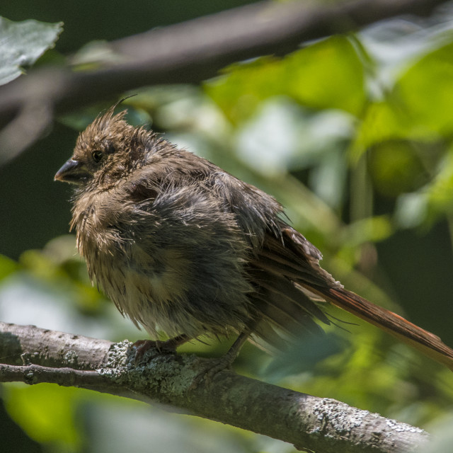 "The northern cardinal (Cardinalis cardinalis) Female" stock image