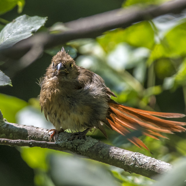 "The northern cardinal (Cardinalis cardinalis) Female" stock image