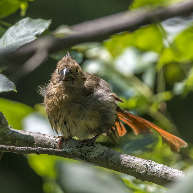 "The northern cardinal (Cardinalis cardinalis) Female" stock image