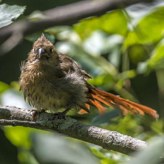 "The northern cardinal (Cardinalis cardinalis) Female" stock image