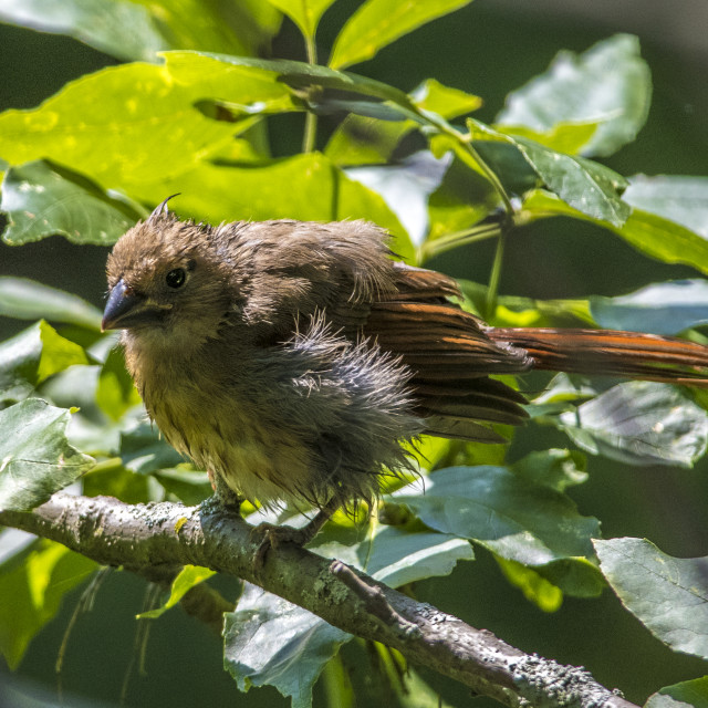 "The northern cardinal (Cardinalis cardinalis) Female" stock image