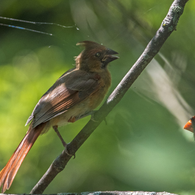 "The northern cardinal (Cardinalis cardinalis) Female" stock image