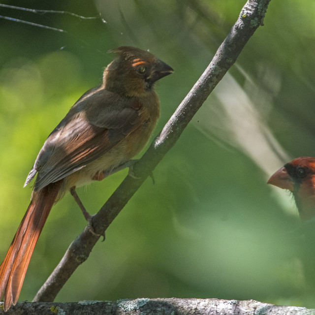 "The northern cardinal (Cardinalis cardinalis) Female" stock image