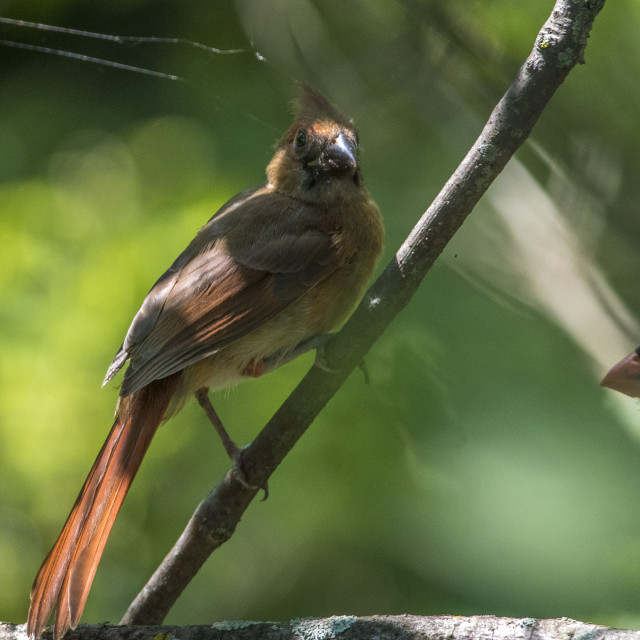 "The northern cardinal (Cardinalis cardinalis) Female" stock image