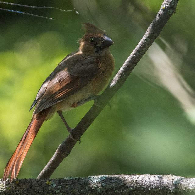 "The northern cardinal (Cardinalis cardinalis) Female" stock image