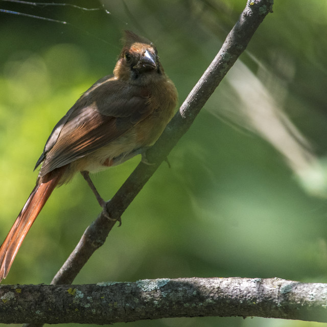 "The northern cardinal (Cardinalis cardinalis) Female" stock image