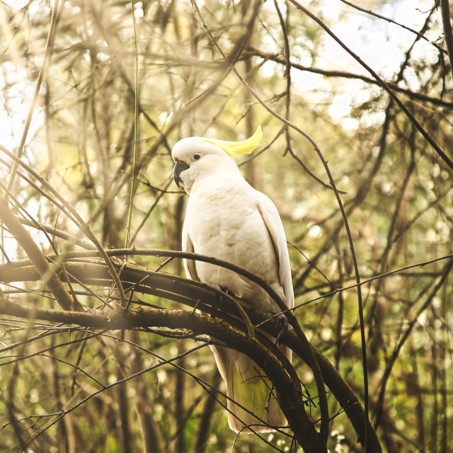 "Cockatoo" by Warren - £20.00 "Cockatoo" stock image
