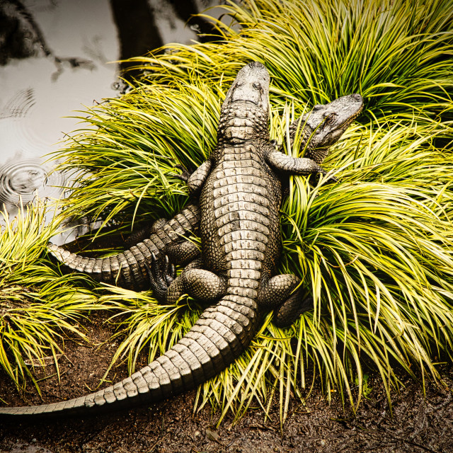 "The Gators" by Warren - £20.00 "The Gators" stock image
