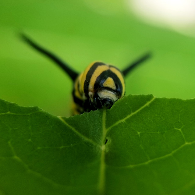 "Caterpillar" stock image