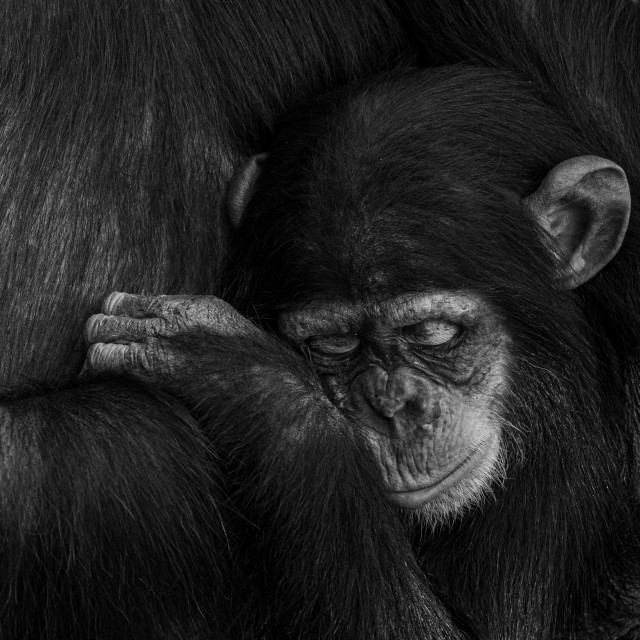 "Young chimpanzee sleeping with its mother" stock image