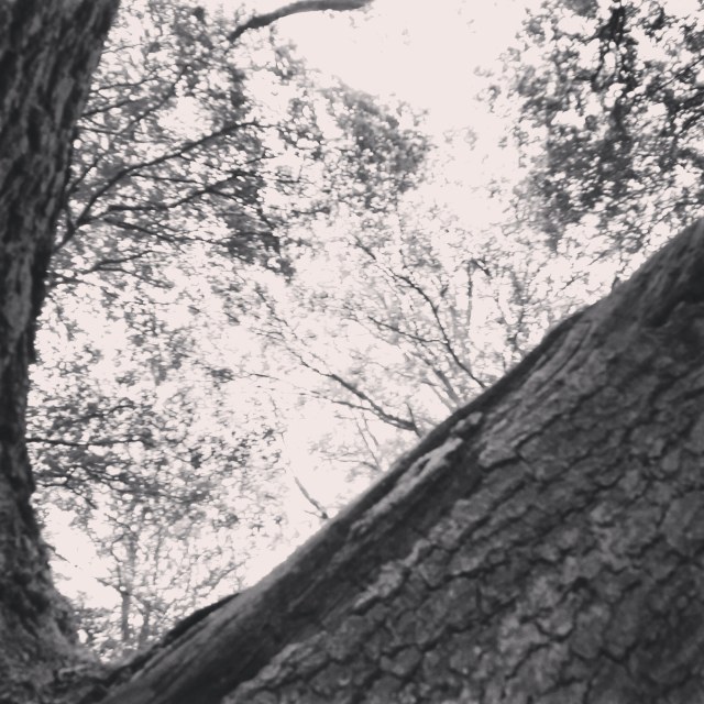 "Tree and sky, Hampstead Heath" stock image