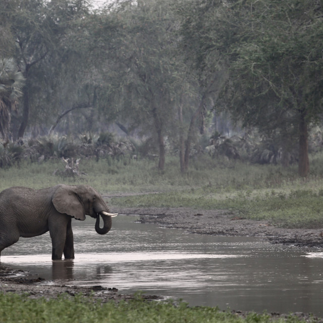 "Elephant at Dusk" stock image