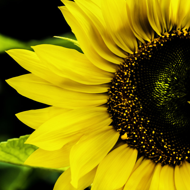 "sunflower" stock image