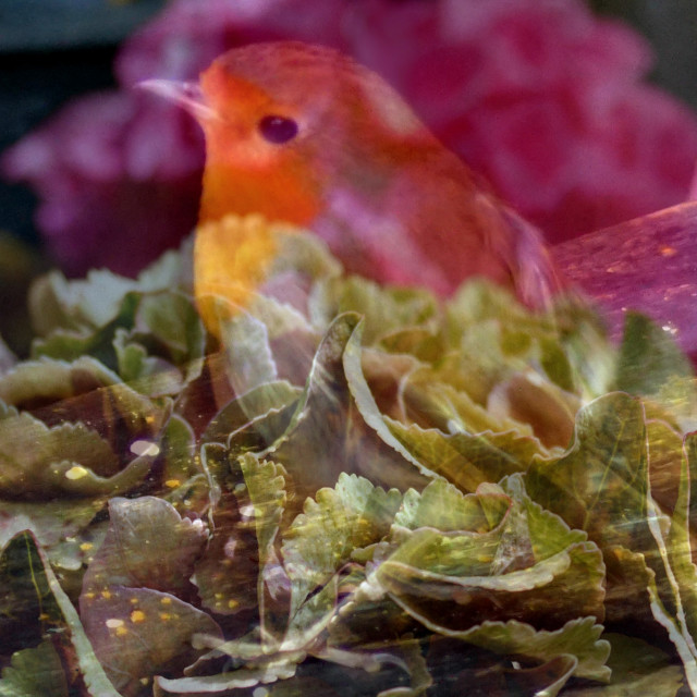 "Hydranger Robin" by Rudolf Reinbacher - £15.00 "Hydranger Robin" stock image