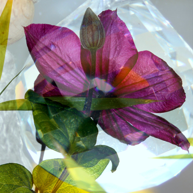 "Crystal-Clematis" by Rudolf Reinbacher - £15.00 "Crystal-Clematis" stock image