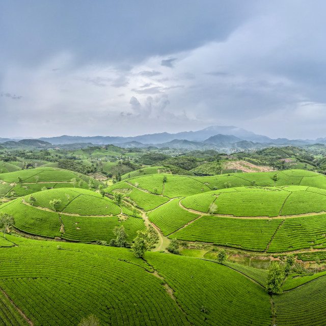 "Panoramic Long Coc tea hill, Phu Tho province, Vietnam in an morning" stock image