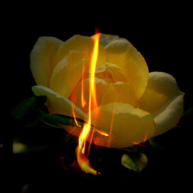 "Flaming rose" stock image