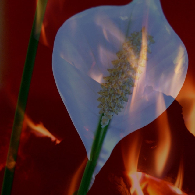 "Burning Peace-lily" by Rudolf Reinbacher - £15.00 "Burning Peace-lily" stock image