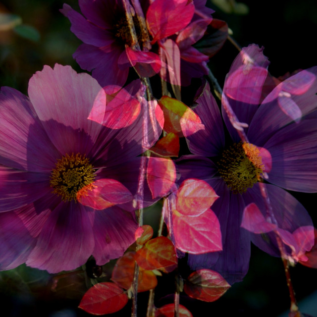 "Autumn purple, red & pink" stock image