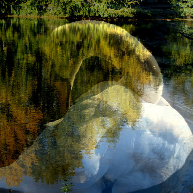 "Swan-lake" by Rudolf Reinbacher - £18.00 "Swan-lake" stock image