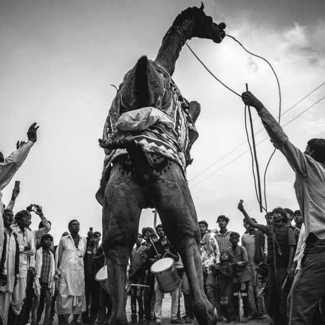 "Camel dance" stock image