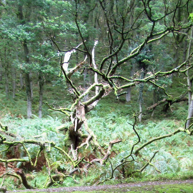 "Tangled branches in Quantock Hills" stock image