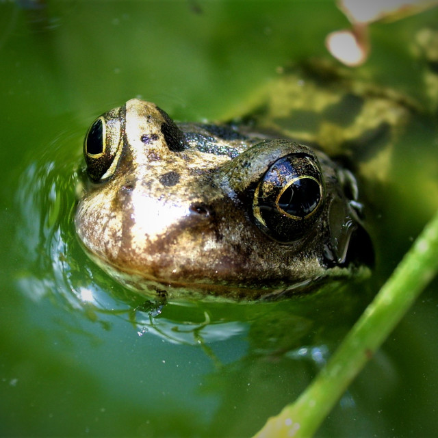 "Frog" stock image