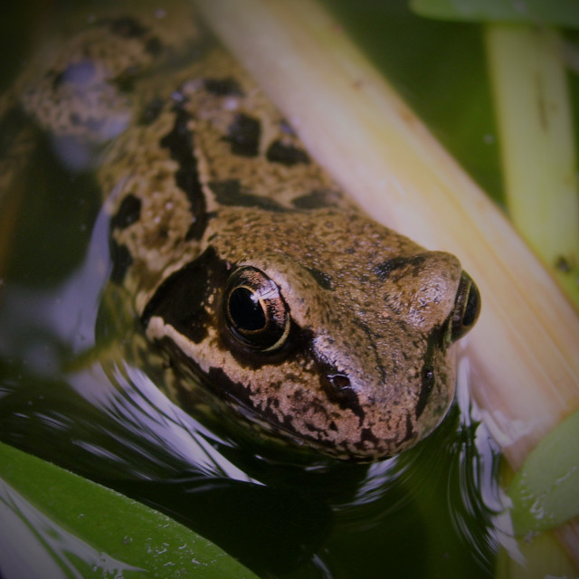 "Frog" stock image