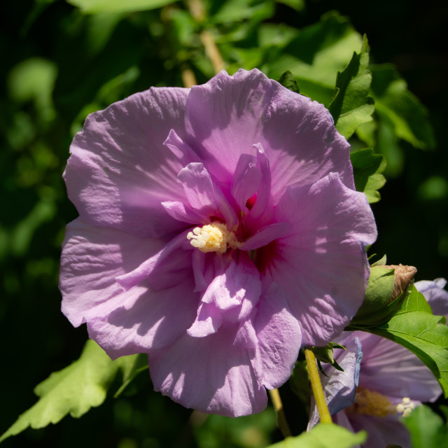 "purple" stock image