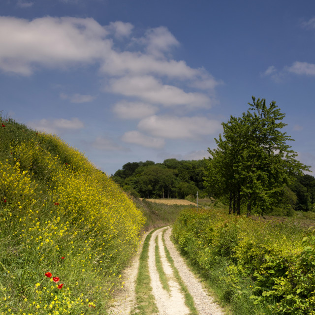 "Road towards the Eyserbos" stock image