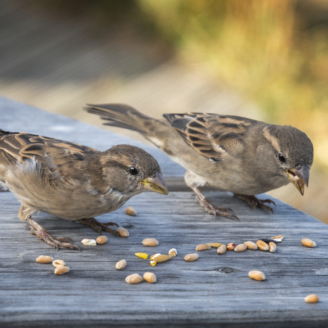 "Two house sparrows eating seed from a table top with bokeh background top" stock image