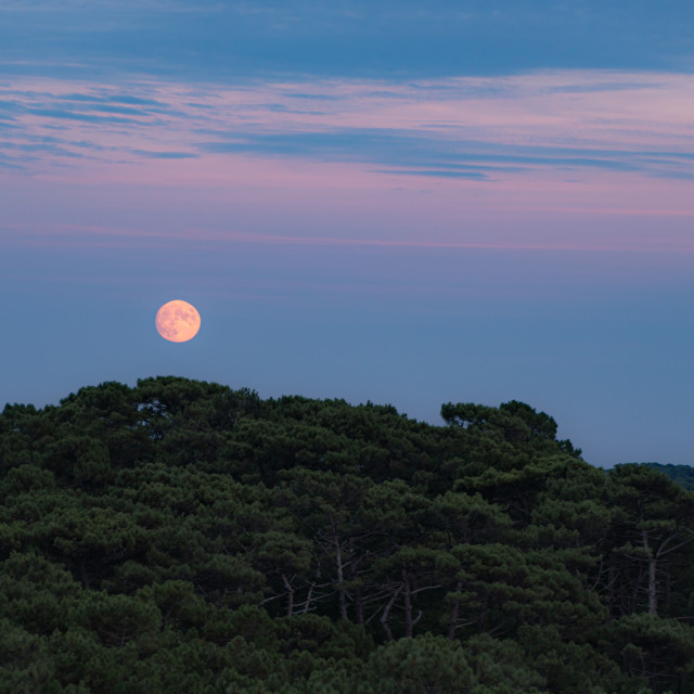 "Moon on a sea of trees [Bright]" stock image