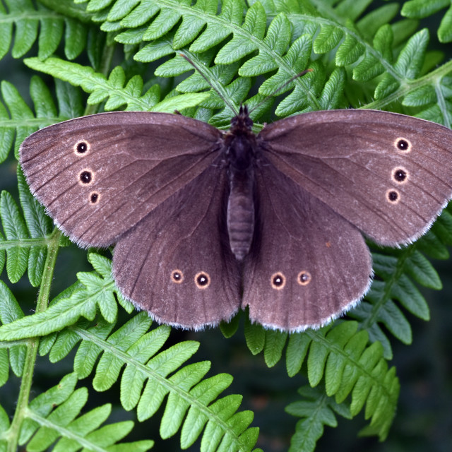 "Ringlet #2" stock image