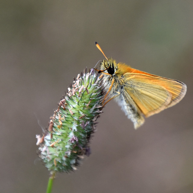 "Essex Skipper" by Len Howell - $24.39 "Essex Skipper" stock image