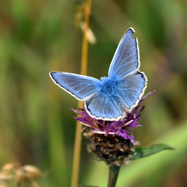 "Common Blue #1" by Len Howell - $18.30 "Common Blue #1" stock image