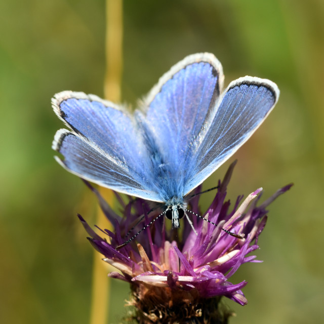 "Common Blue #2" by Len Howell - $18.30 "Common Blue #2" stock image