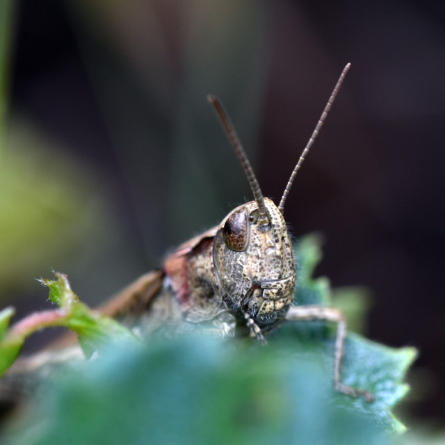 "Grasshopper" by Len Howell - $18.30 "Grasshopper" stock image