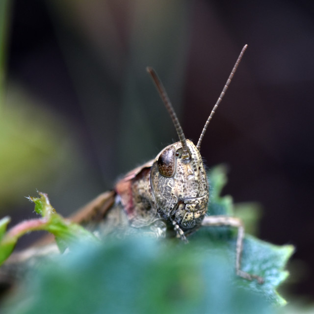 "Grasshopper" stock image