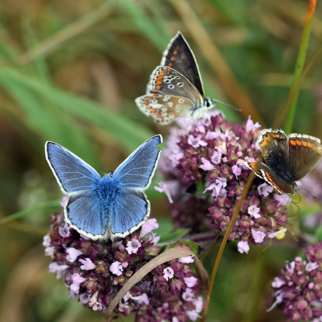 "Common Blue Butterflies, male and female" stock image