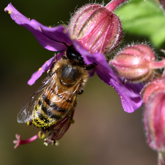 "Honey Bee #2" by Len Howell - $18.30 "Honey Bee #2" stock image