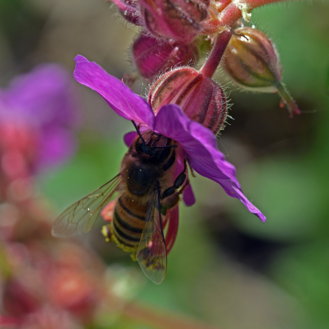 "Honey Bee #3" by Len Howell - $12.20 "Honey Bee #3" stock image