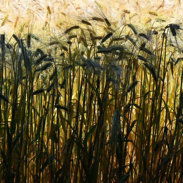 "Backlit Barley" by Len Howell - $12.20 "Backlit Barley" stock image