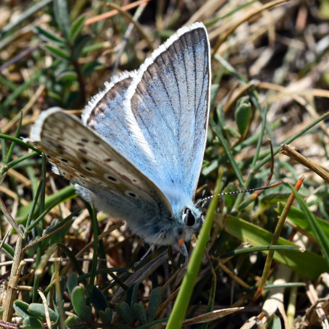 "Chalk Hill Blue #3" stock image