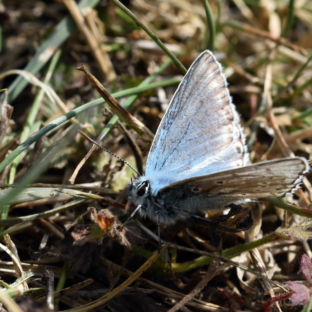 "Chalk Hill Blue #2" stock image