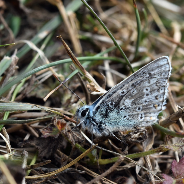 "Chalk Hill Blue #1" stock image