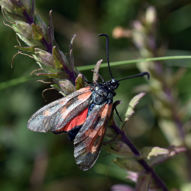 "Six Spot Burnet #2" stock image